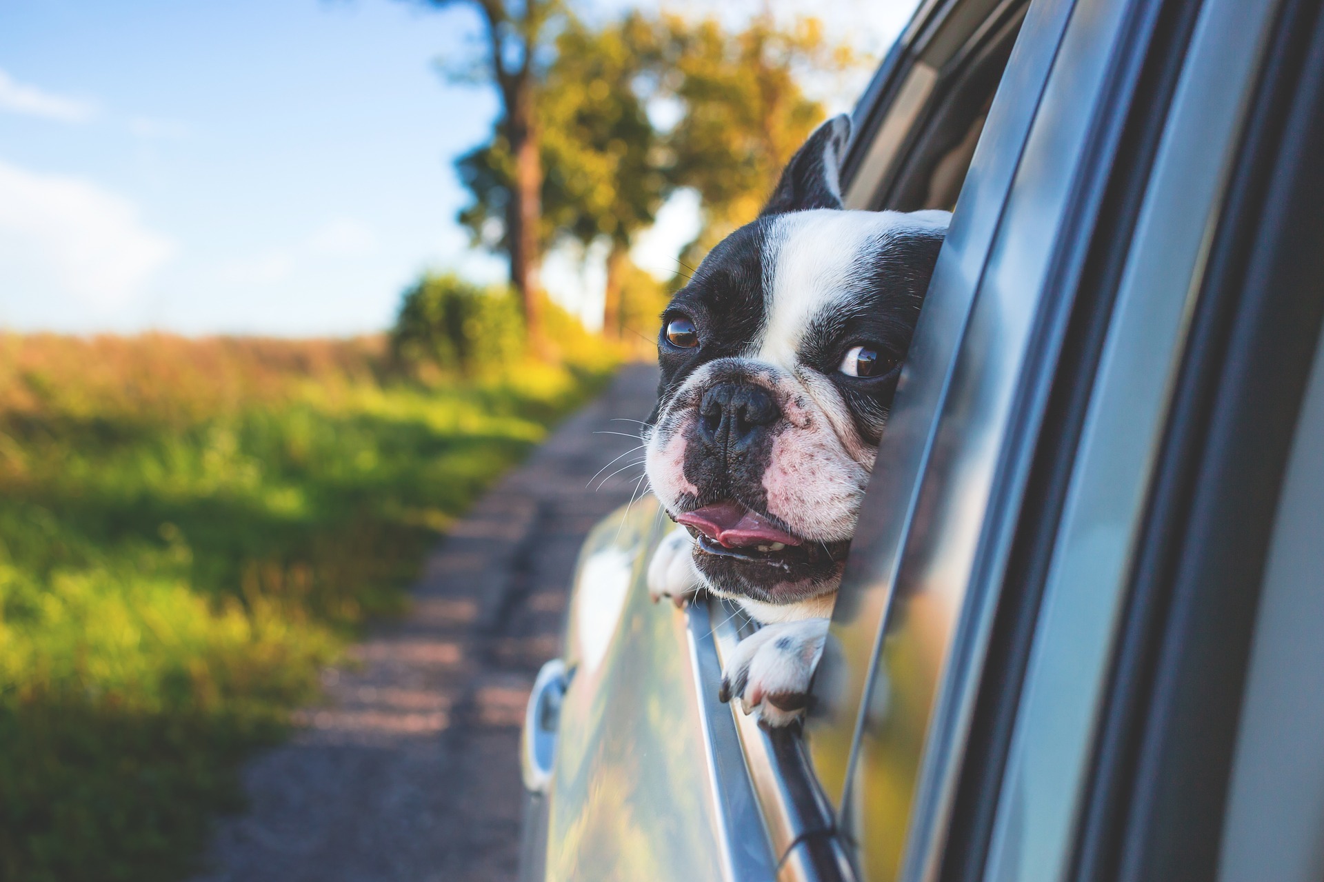 Pets and Personal Injury Claims