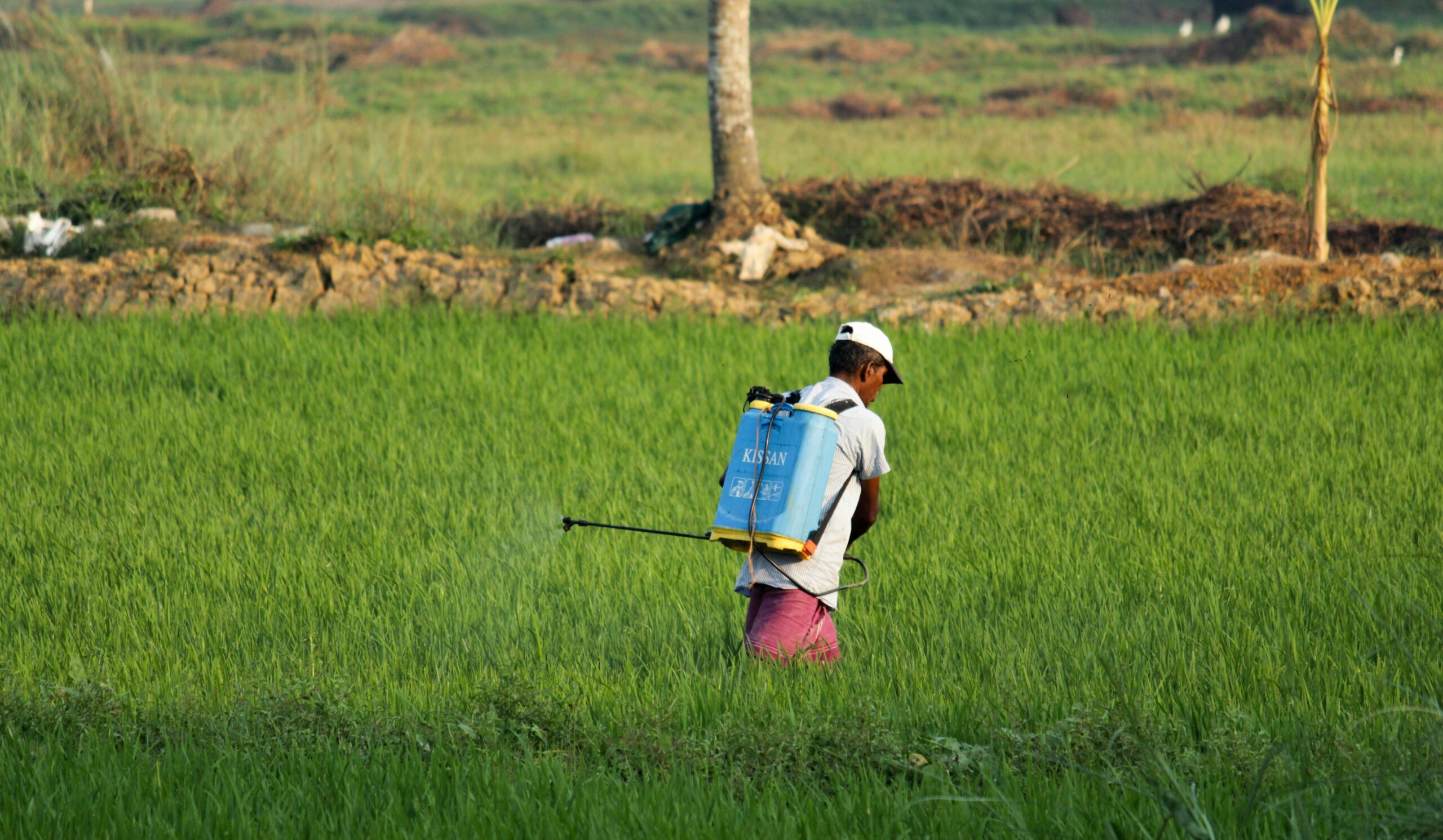 Use Of Pesticide DCPA Has Been Stopped: Why Could This Impact Me?